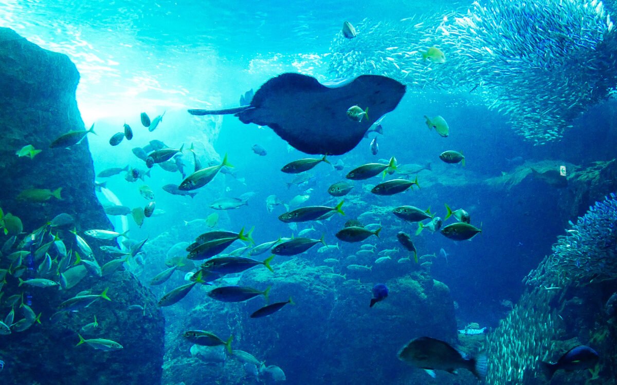 🔔 용연의 종 (류렌노카네) 이미지 6